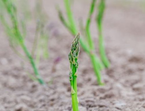 Grow your own asparagus plants
