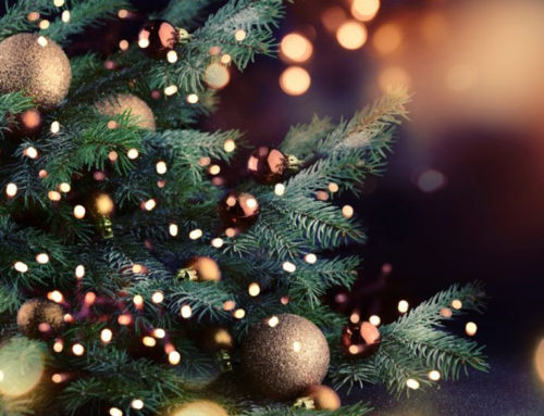 Plant of the Week: Christmas trees