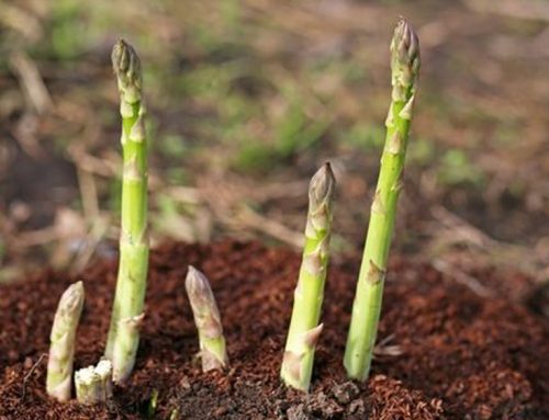 Planting asparagus crowns