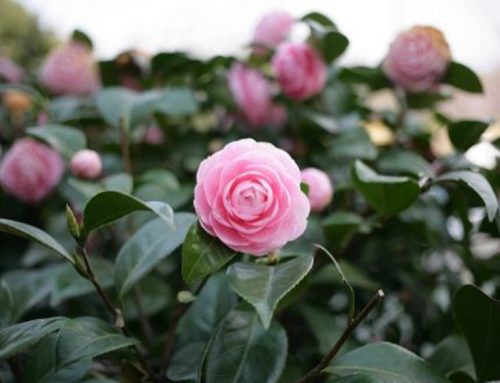 Looking after your Camellias