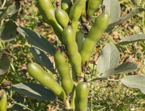 Broad bean plants