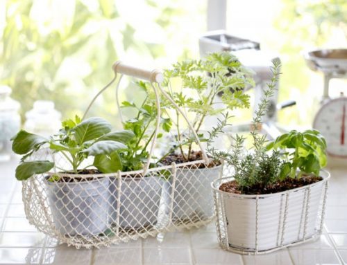 Grow herbs!