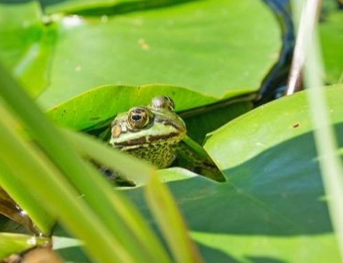 A helping hand to garden wildlife