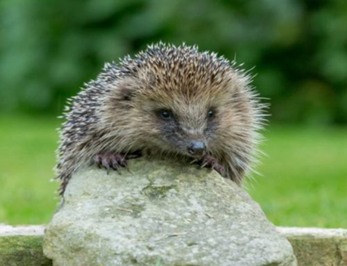 Looking after wildlife: Hedgehogs