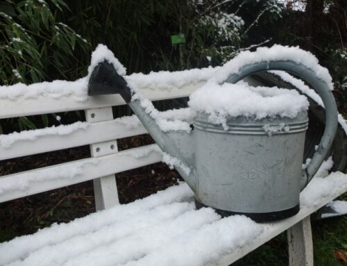 15 Gardening Tips for January