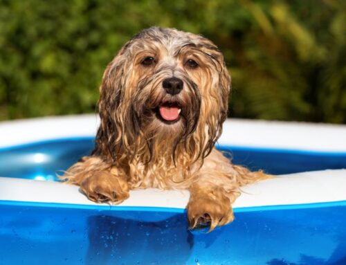 15 top tips to keep your pets cool in summer