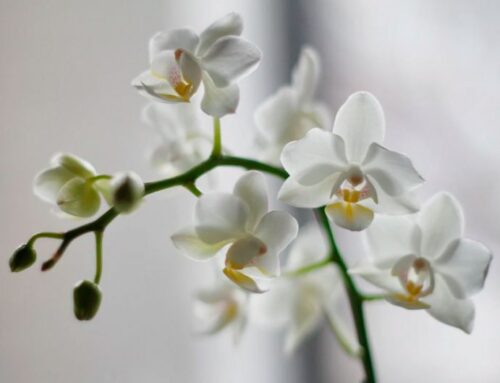 Brighten up your home with Orchids