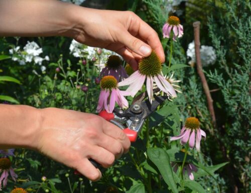 Deadheading flowers