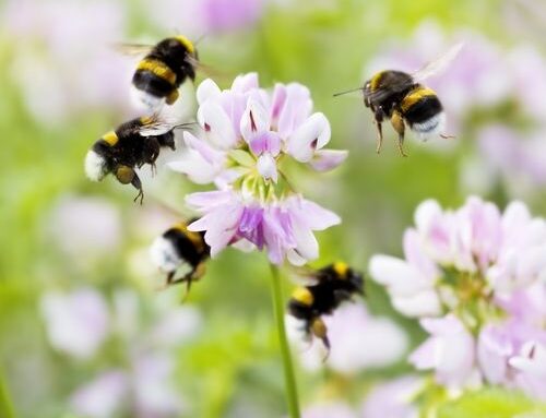 Give bees a boost