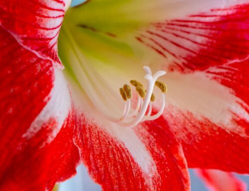 Growing Amaryllis Bulbs