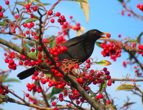 Help your garden birds