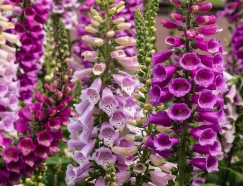 How to grow foxgloves