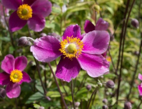 How to grow Japanese anemones