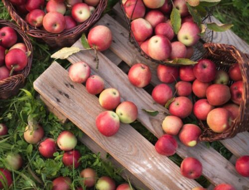 How to harvest and store apples