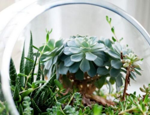 How to make a plant terrarium