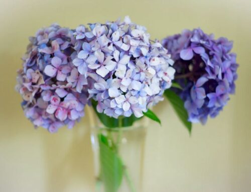Hydrangea for the garden and home