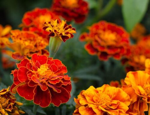 All about marigolds