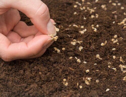 Left-over seeds