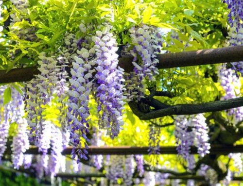How to grow and prune wisteria
