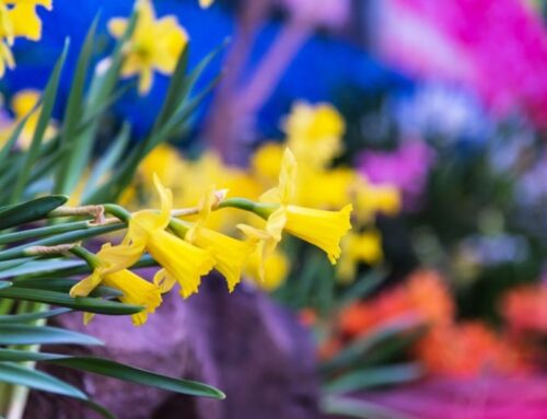 15 gardening tips for March