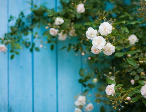 How to prune roses