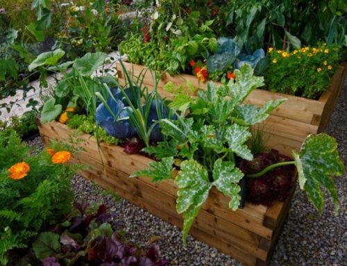 10 ways to get started in organic gardening