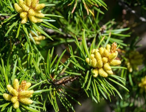 Top 5 reasons to grow conifers