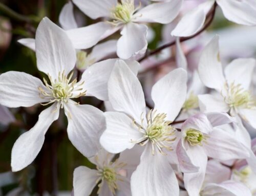 Garden plant of the moment: Clematis