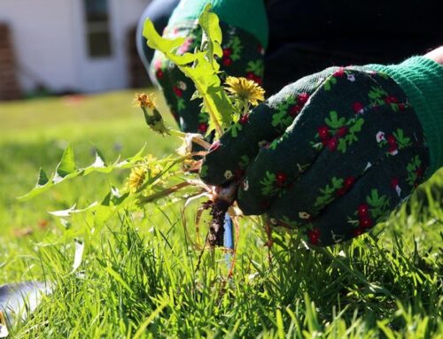 What to do about garden weeds