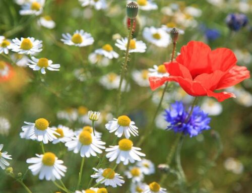 How to sow a wildflower meadow patch