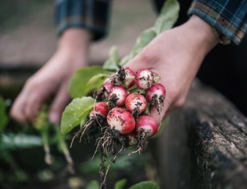 Fun seeds to sow during late spring