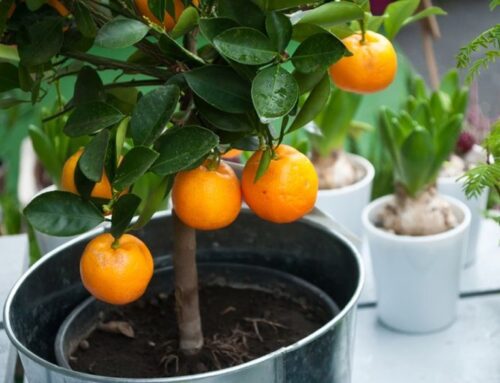 How to care for a citrus tree