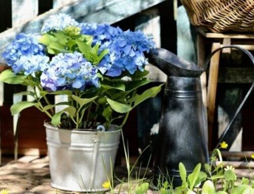 Garden plant of the moment: Hydrangea