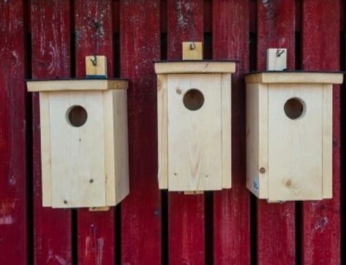 Make birdhouses