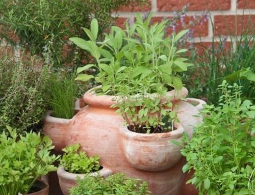 Garden tips: How to get more out of your herbs
