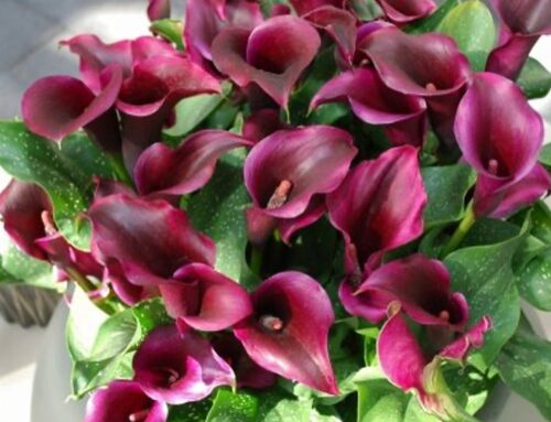 Houseplant of the month: Calla Lily