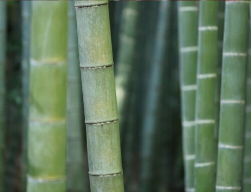 Grow Bamboo in the garden