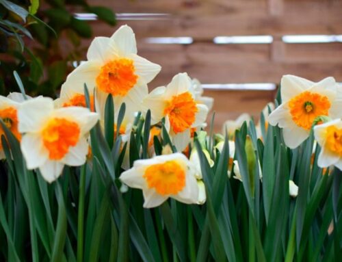 15 x gardening tips for February