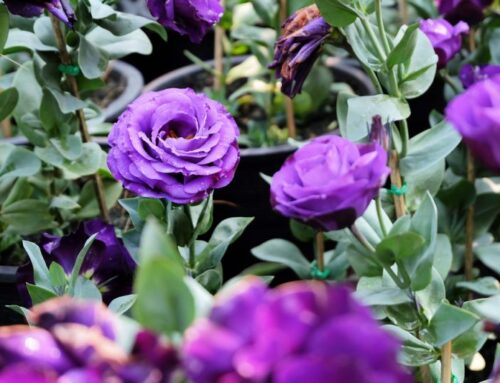 Lisianthus: flower of the moment