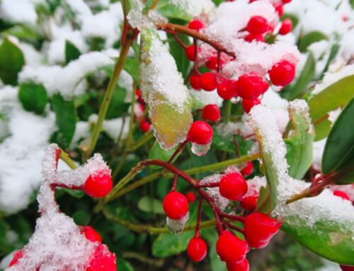 Plant Skimmia for Winter Interest