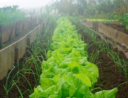 Plant vegetables and herbs in August