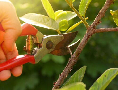 Tips on pruning shrubs, trees and perennials
