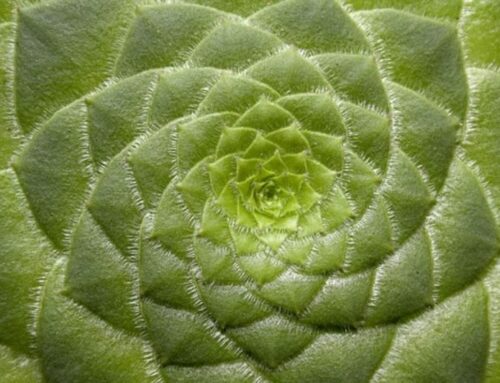 Top 5 reasons why gardening relieves stress